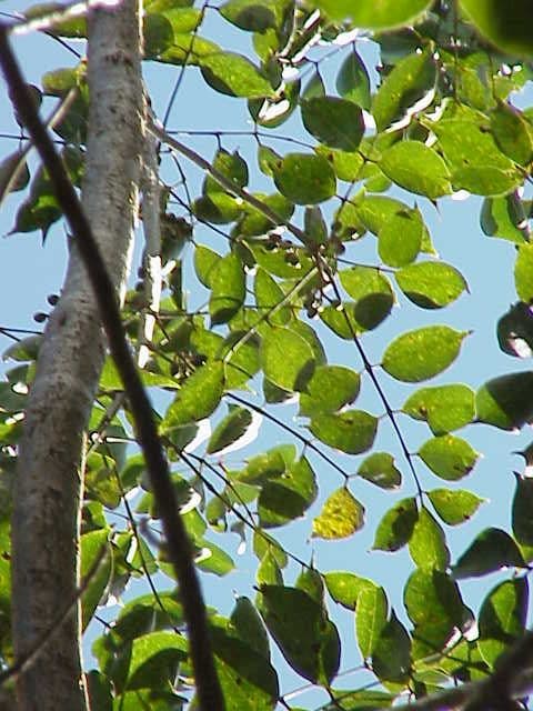 Burseraceae - Wikipedia