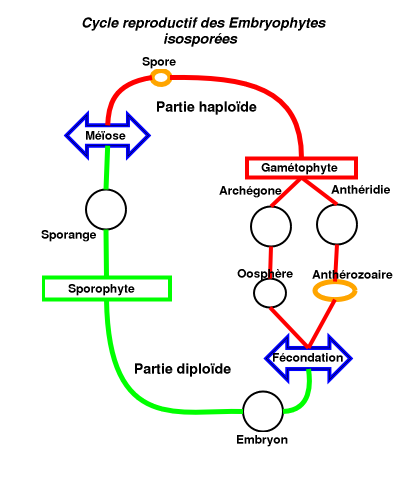 Sporophyte — Wikipédia