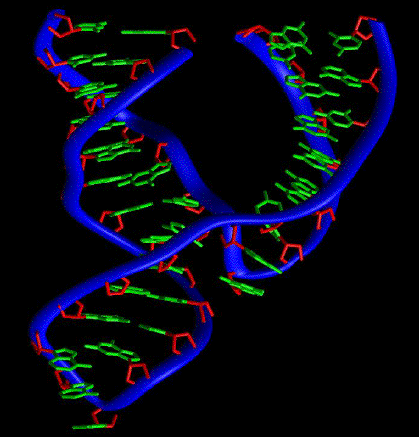 Ribozyme — Wikipédia