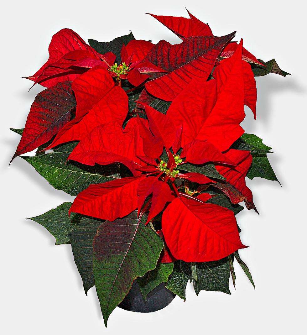 Poinsettia - Wikipedia