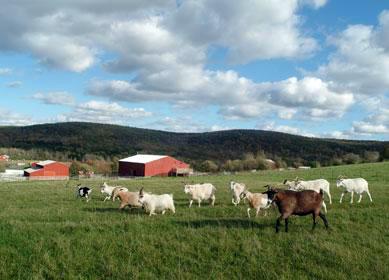 Sanctuaire pour animaux de ferme — Wikipédia