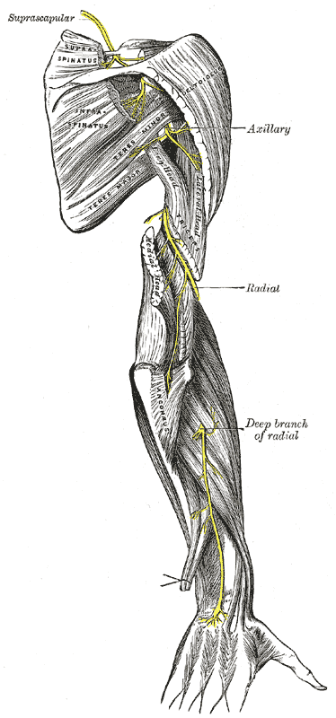 Nerve compression syndrome - Wikipedia