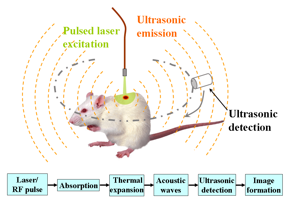 Imagerie photoacoustique pour la biomédecine — Wikipédia