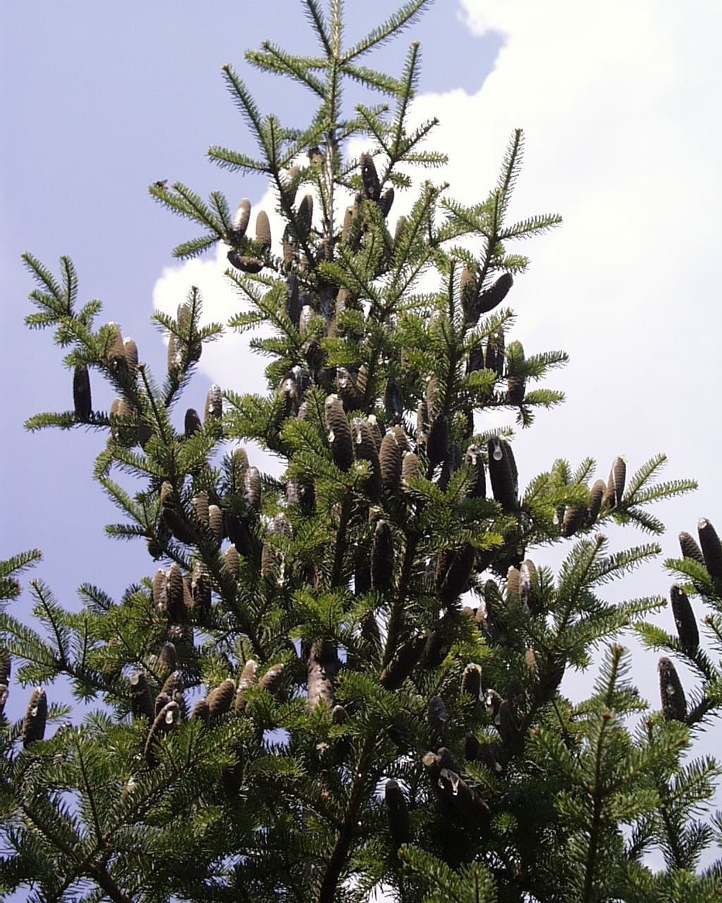 Abies balsamea - Wikipedia