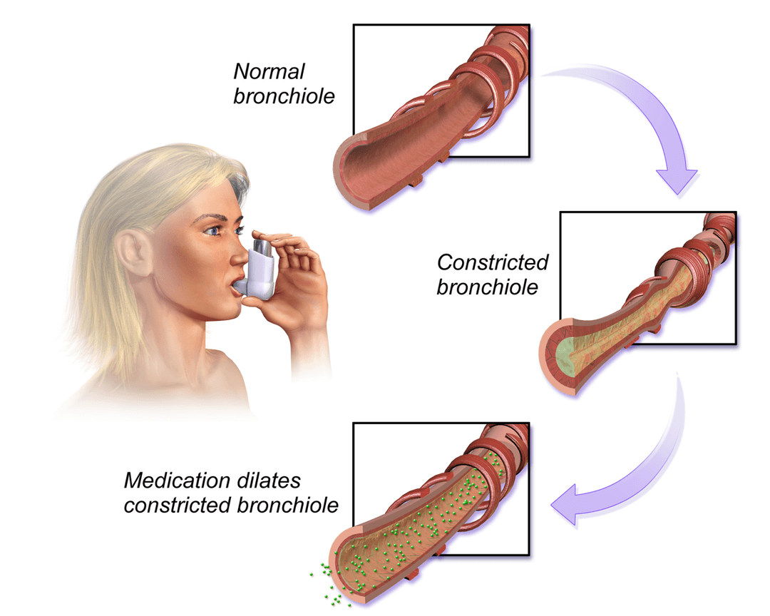 Bronchodilatateur — Wikipédia