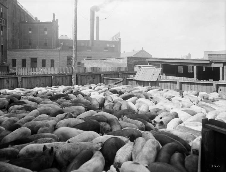 Meat-packing industry - Wikipedia