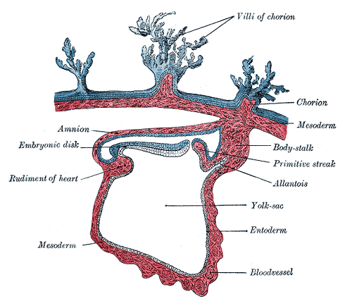 Mesoderm - Wikipedia