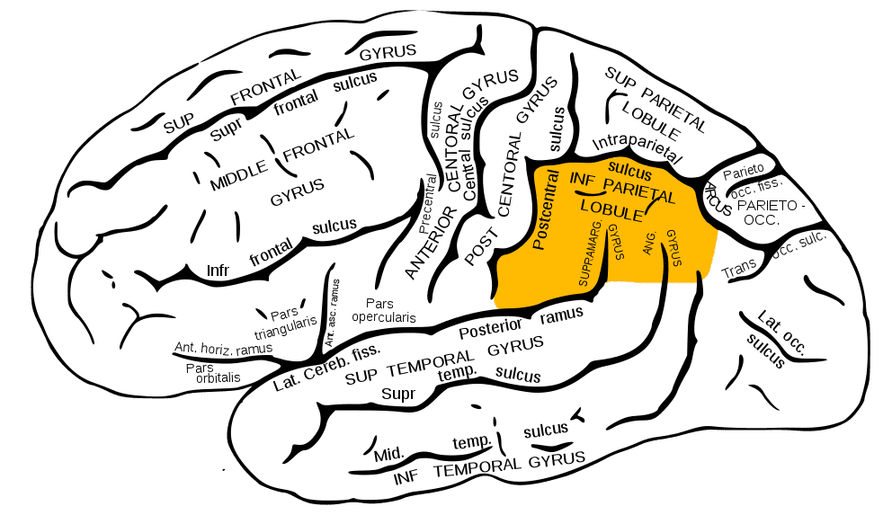 Inferior parietal lobule - Wikipedia