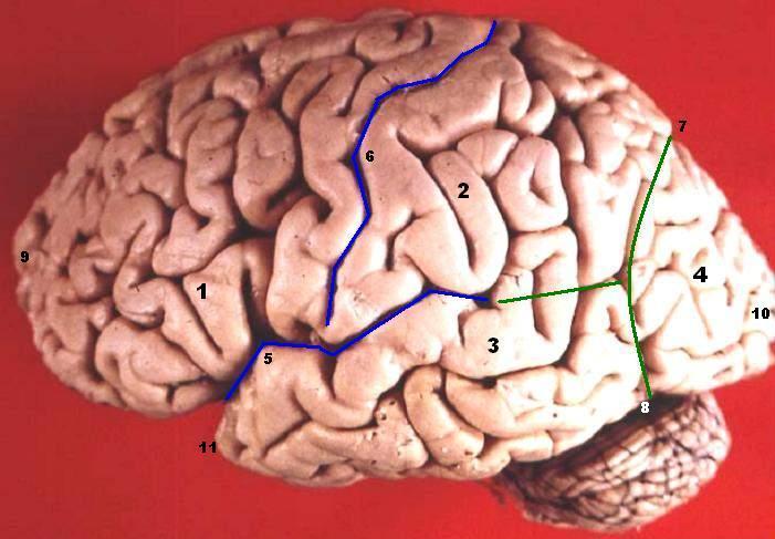 Sillon (neuroanatomie) — Wikipédia