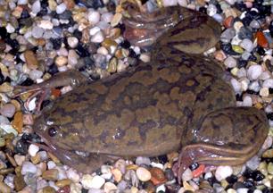 Xenopus - Wikipedia