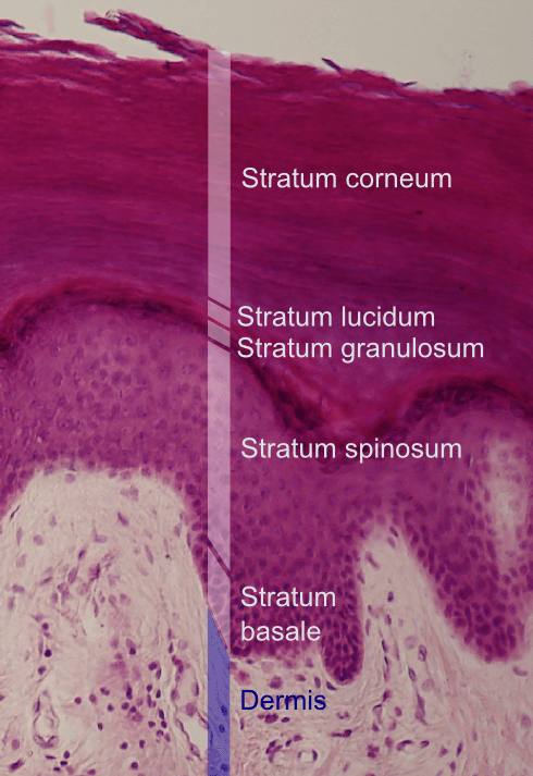 Stratum corneum — Wikipédia