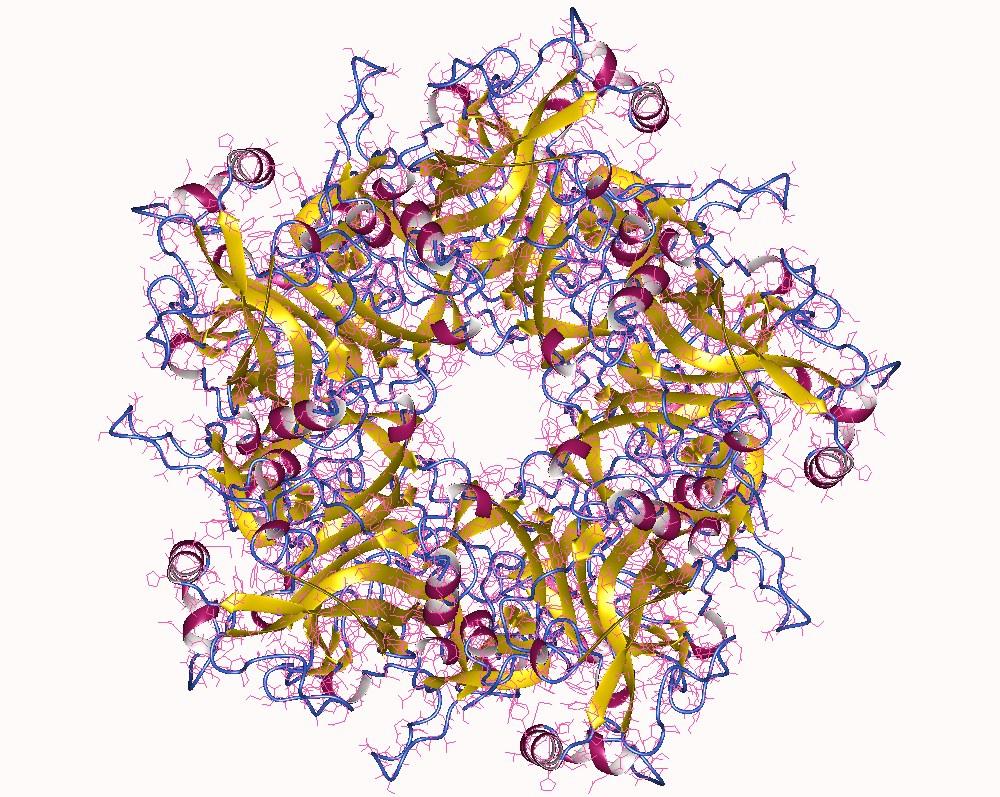 Human papillomavirus infection - Wikipedia