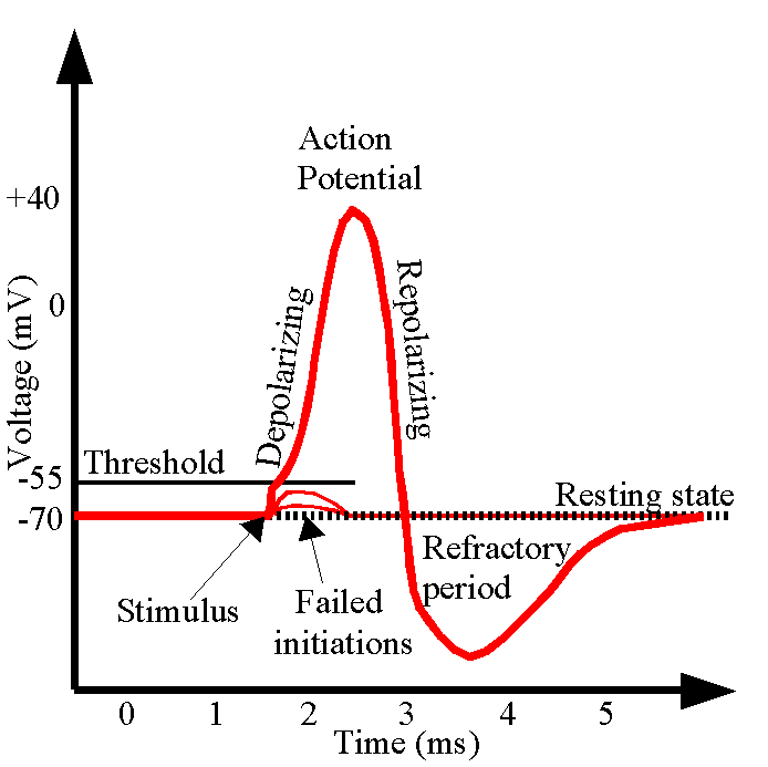 Repolarization - Wikipedia