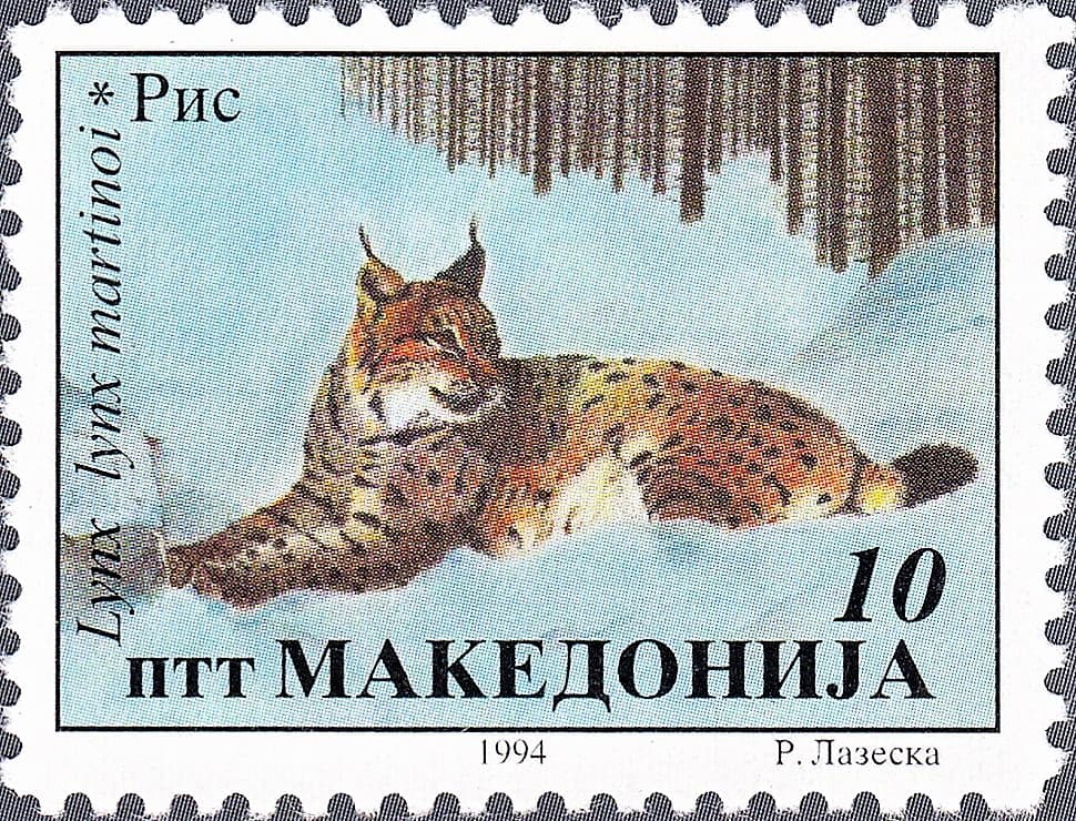 Lynx des Balkans — Wikipédia
