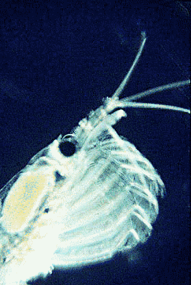Filter feeder - Wikipedia
