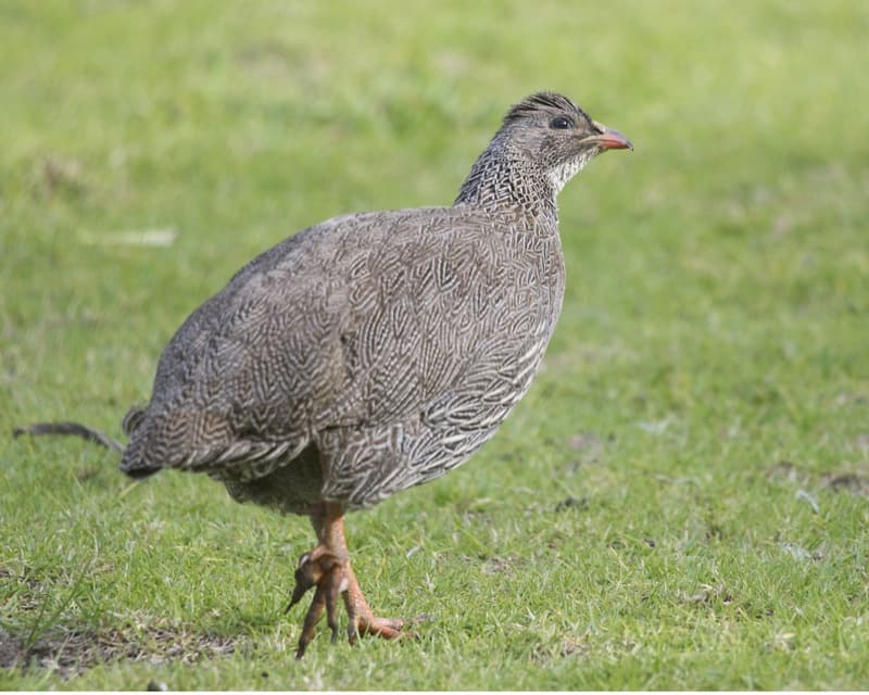 Galliformes — Wikipédia