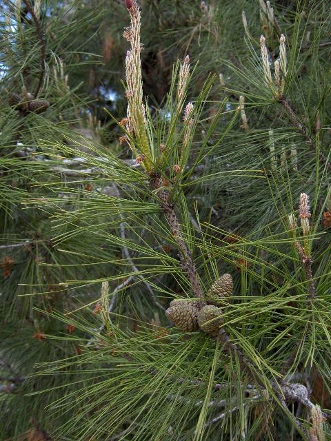 Pinus brutia - Wikipedia