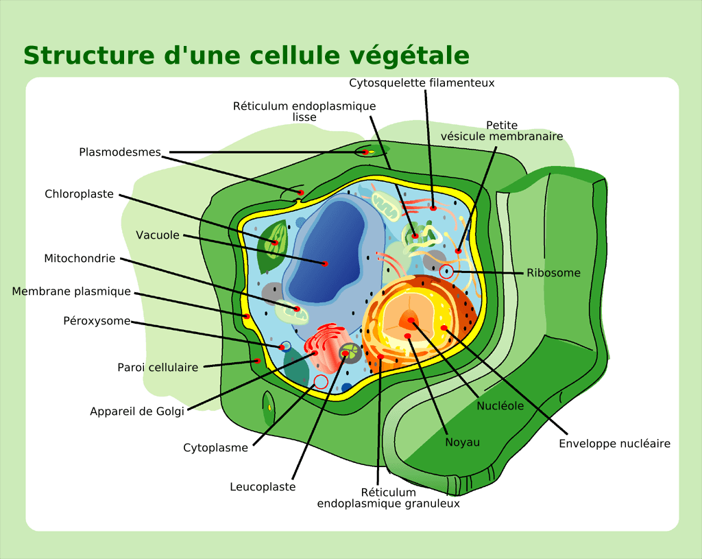 Cellule végétale — Wikipédia