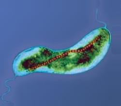 Magnetotactic bacteria - Wikipedia