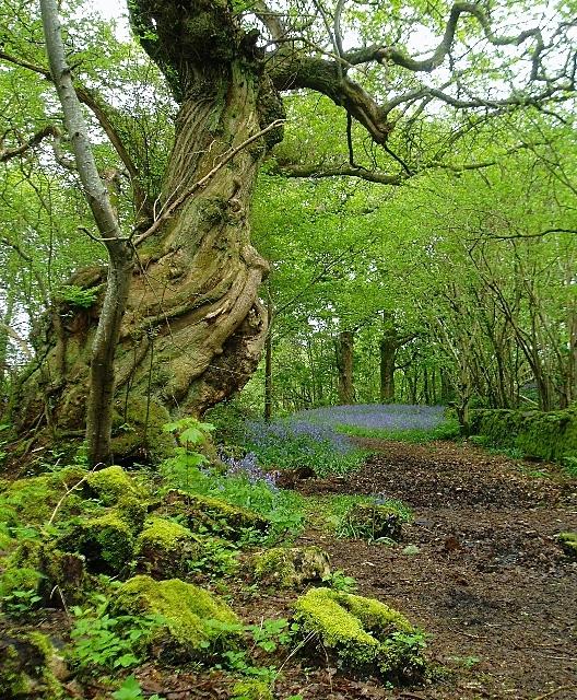 Ancient woodland - Wikipedia