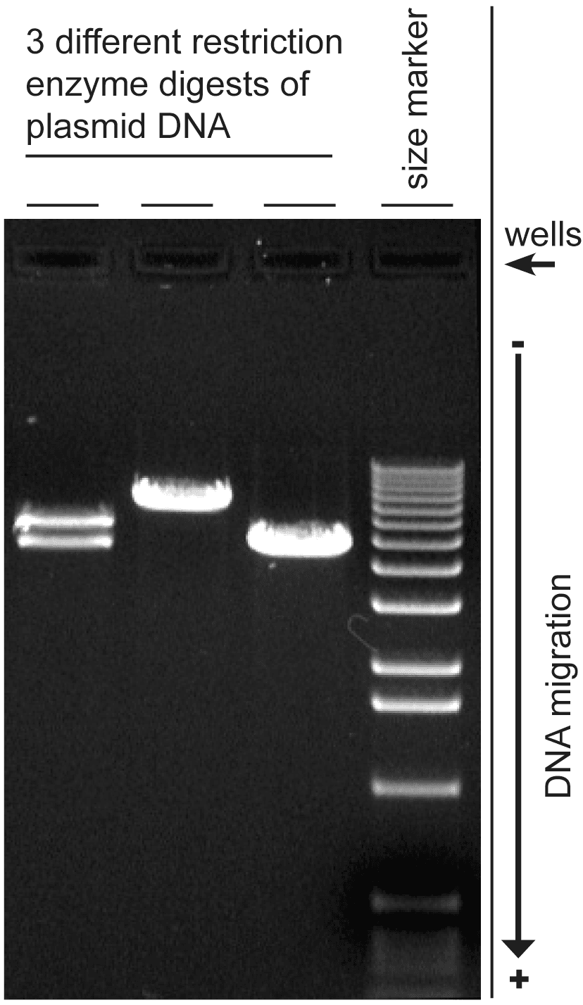 Molecular-weight size marker - Wikipedia