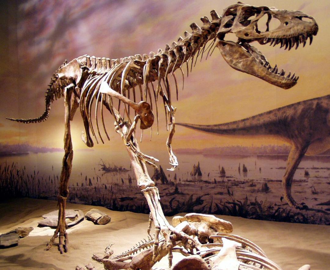 Gorgosaurus - Wikipedia