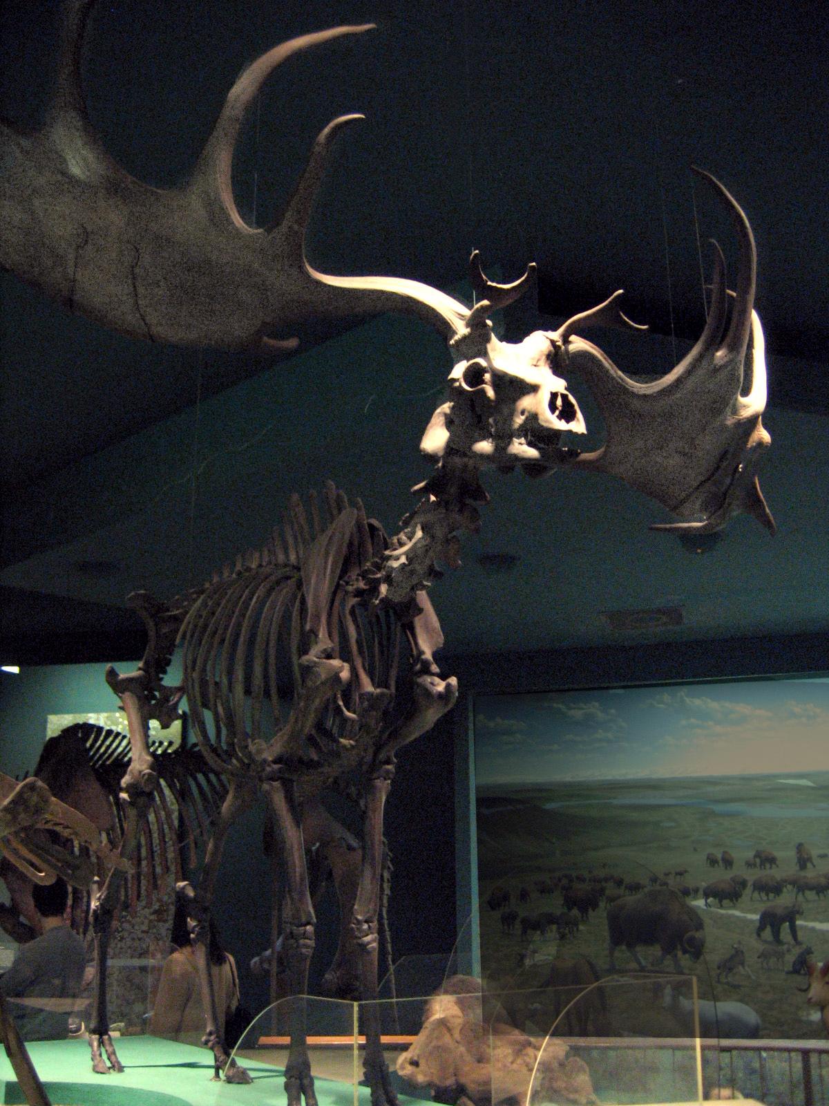 Megaloceros giganteus — Wikipédia