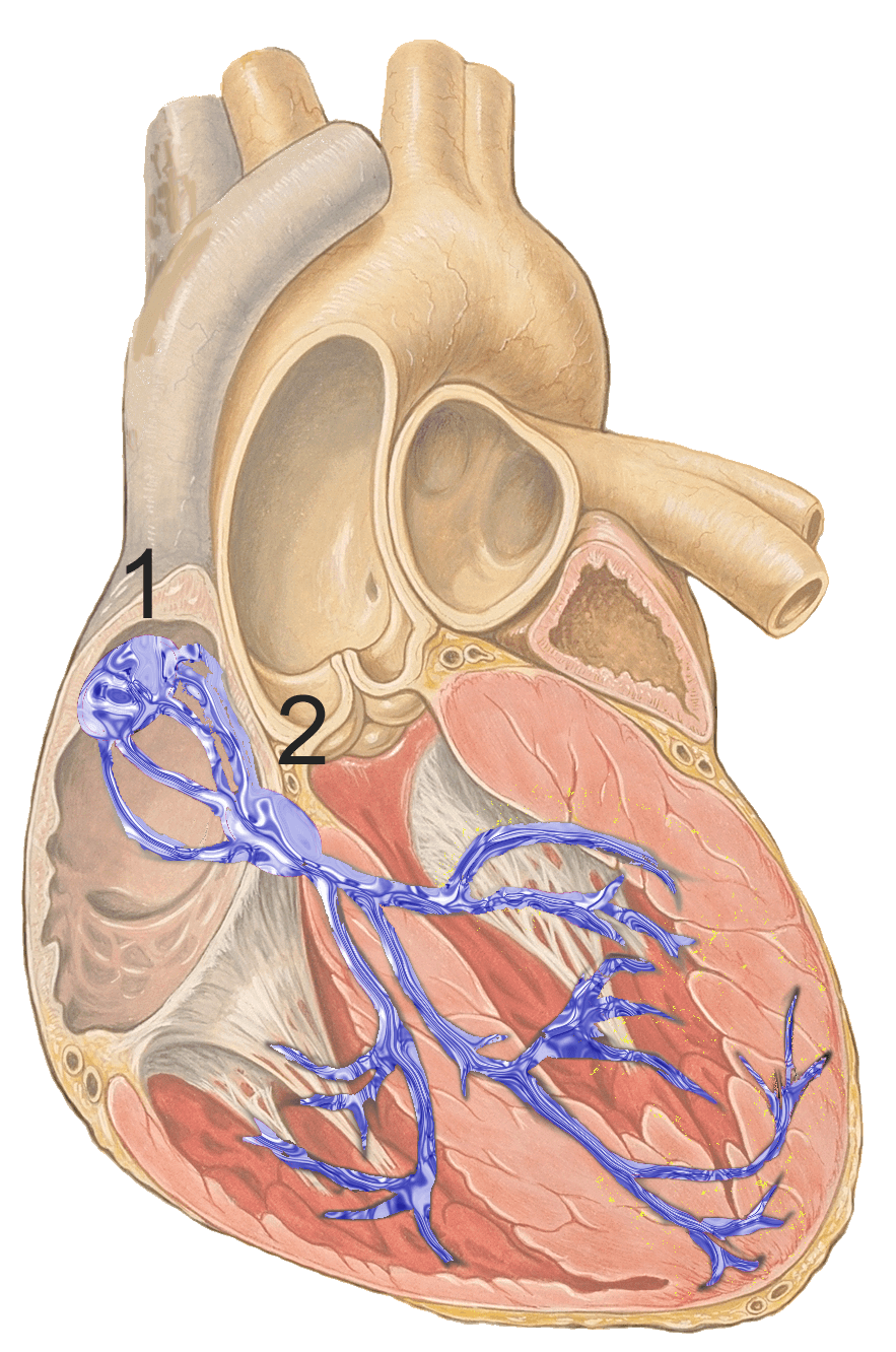 Nœud atrioventriculaire — Wikipédia