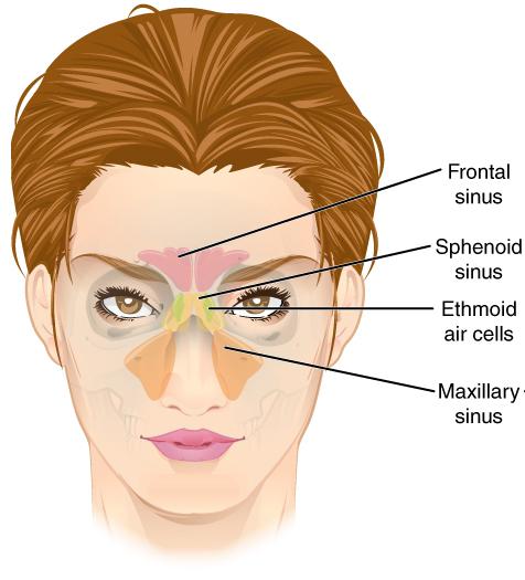 Paranasal sinuses - Wikipedia