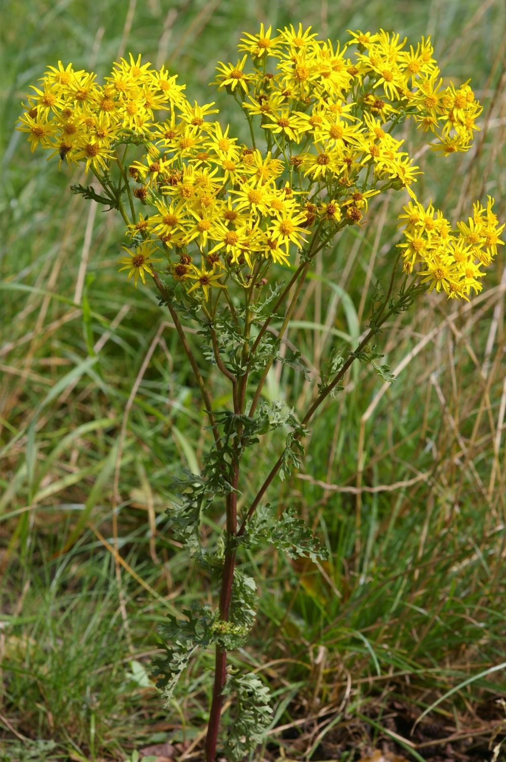 Jacobaea vulgaris — Wikipédia