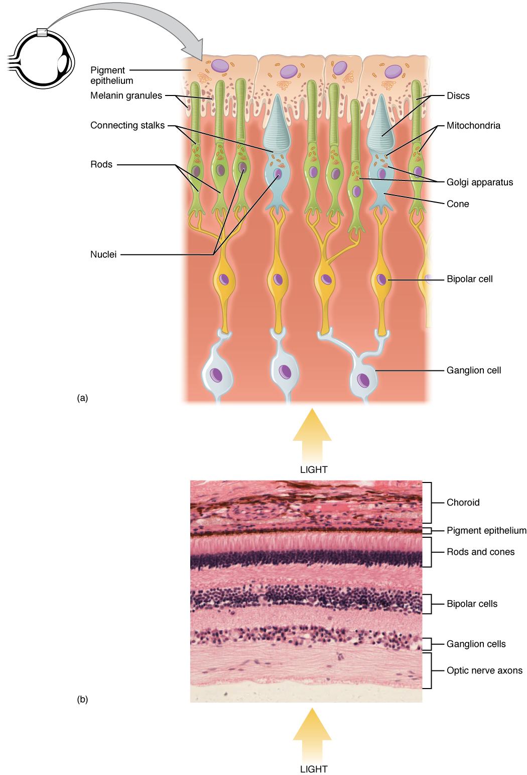 Photoreceptor cell - Wikipedia