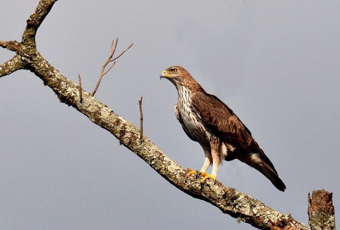 Aigle de Bonelli — Wikipédia