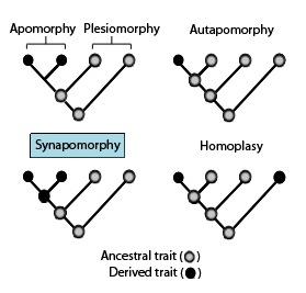 Apomorphy and synapomorphy - Wikipedia