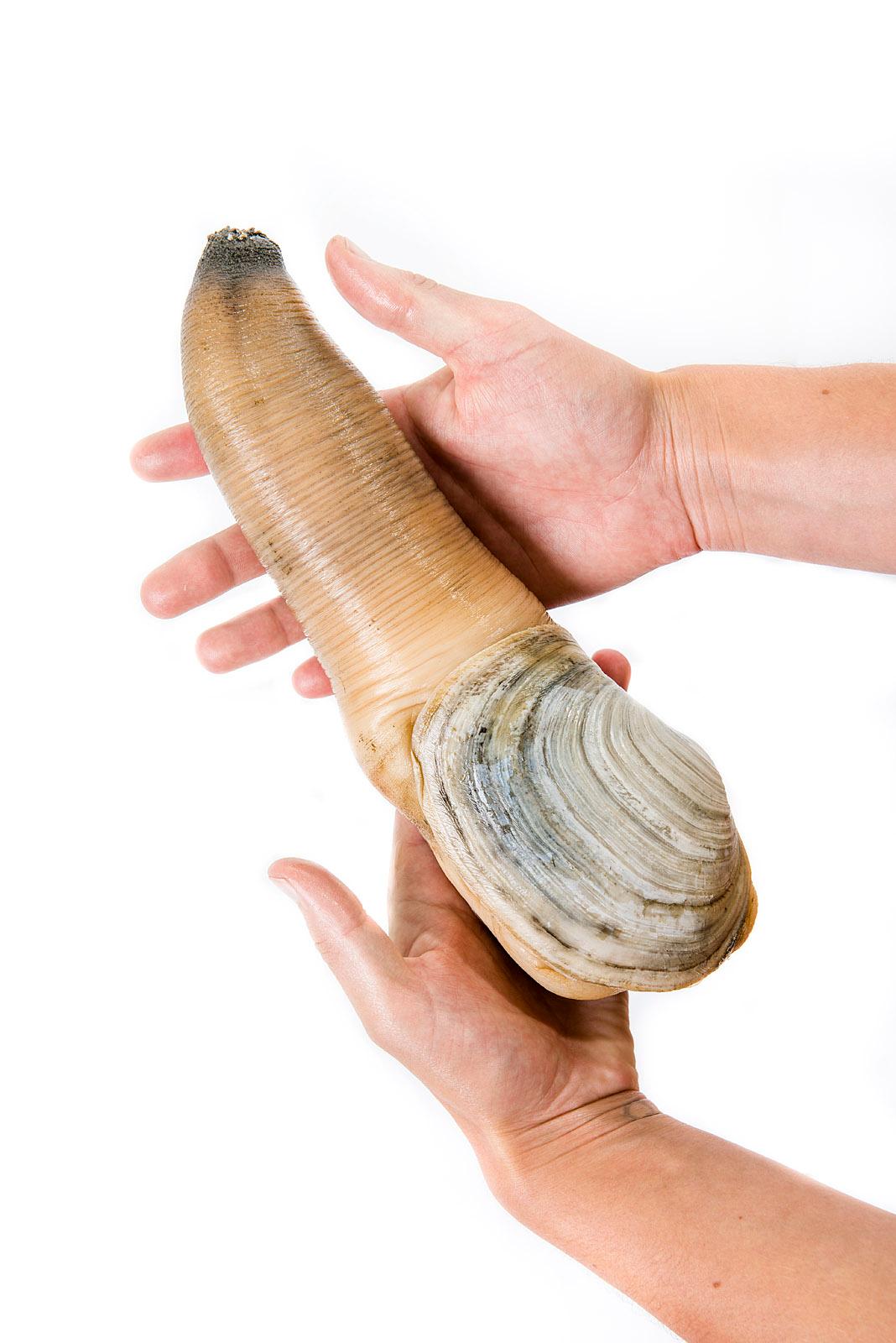 Geoduck - Wikipedia