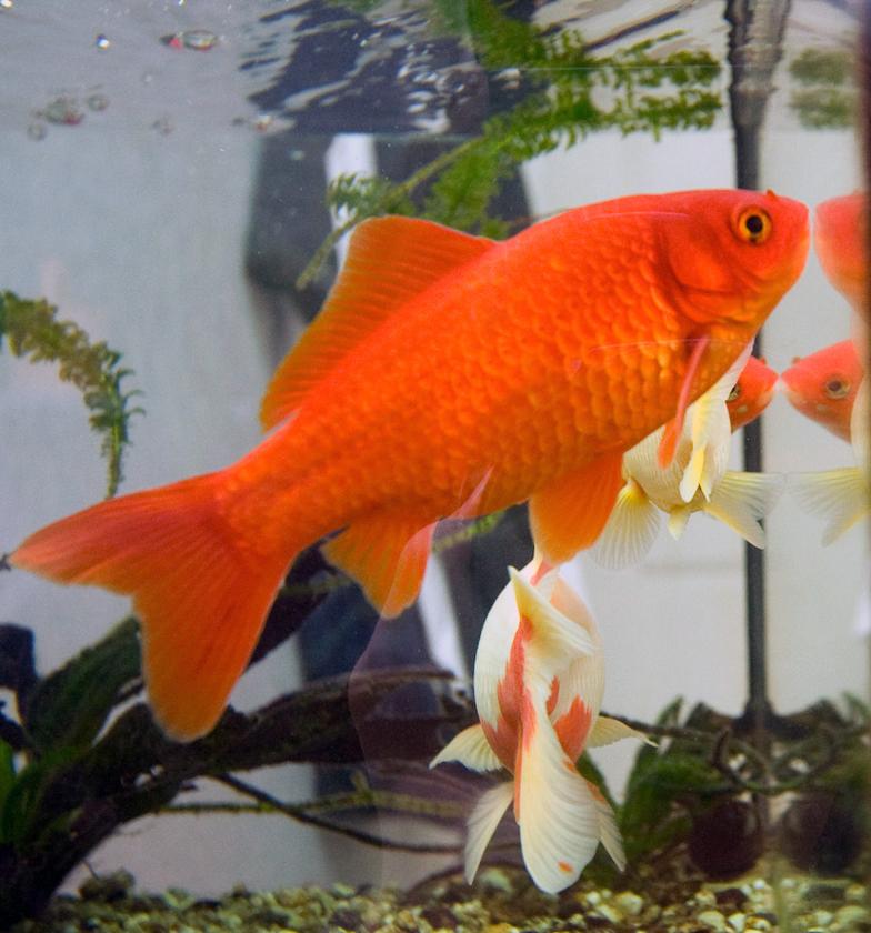 Poisson rouge — Wikipédia