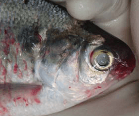 Fish diseases and parasites - Wikipedia