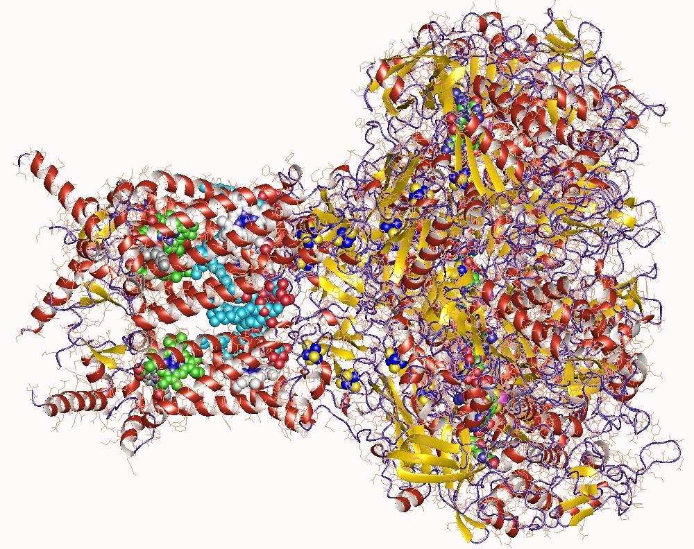 Formate dehydrogenase - Wikipedia
