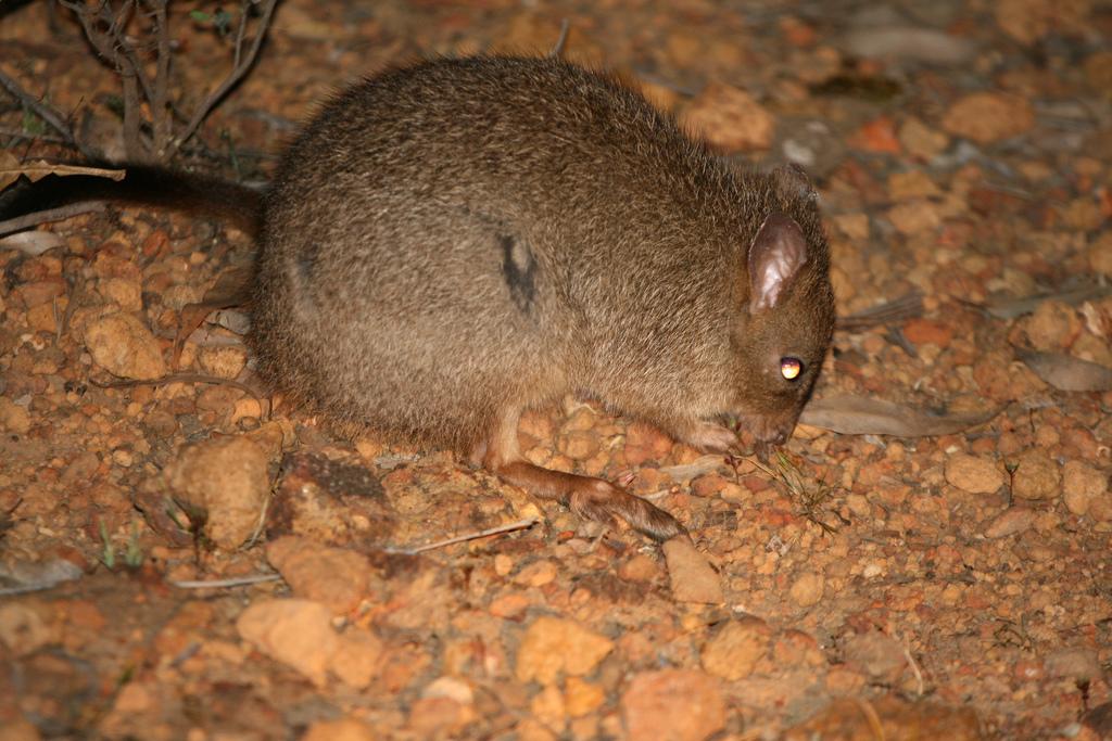 Bettongia penicillata — Wikipédia