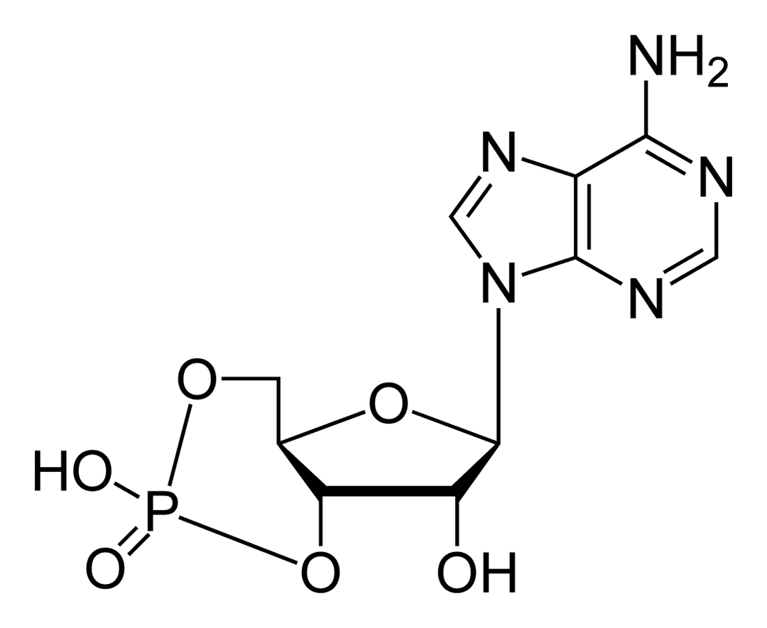 Cyclic nucleotide - Wikipedia