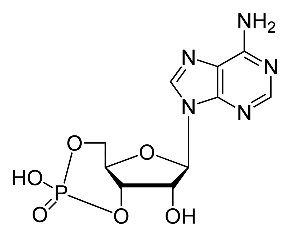 Cyclic nucleotide - Wikipedia