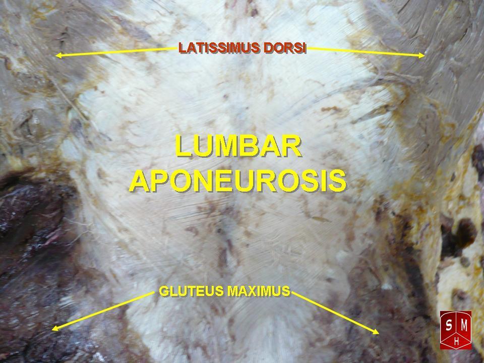 Aponeurosis - Wikipedia