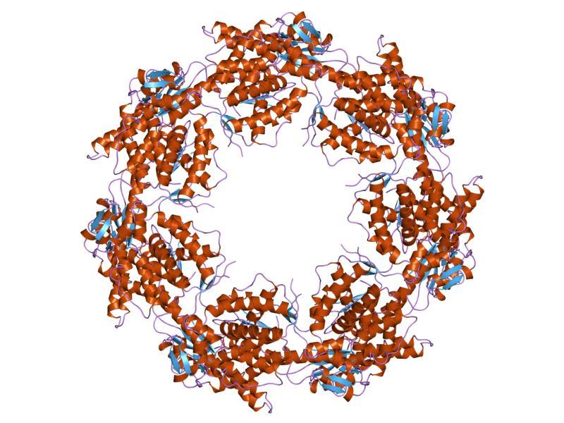 Chaperonin - Wikipedia