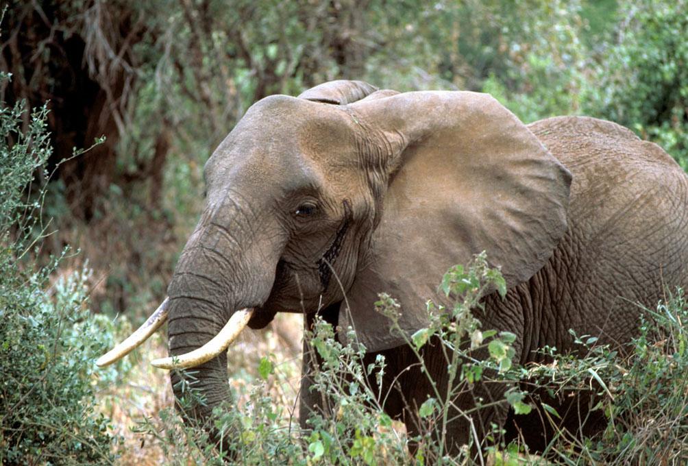 Éléphant d'Afrique — Wikipédia