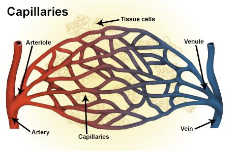 Arteriole - Wikipedia