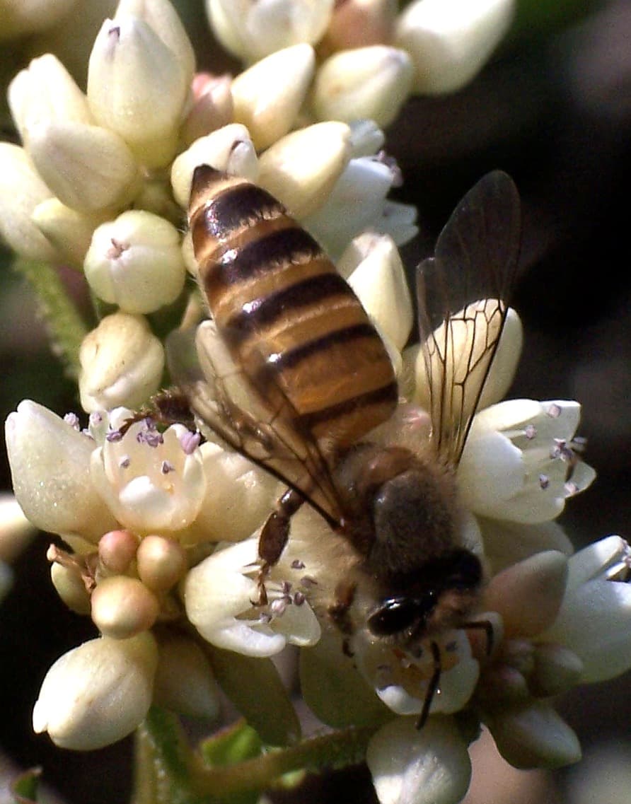 Apis cerana — Wikipédia