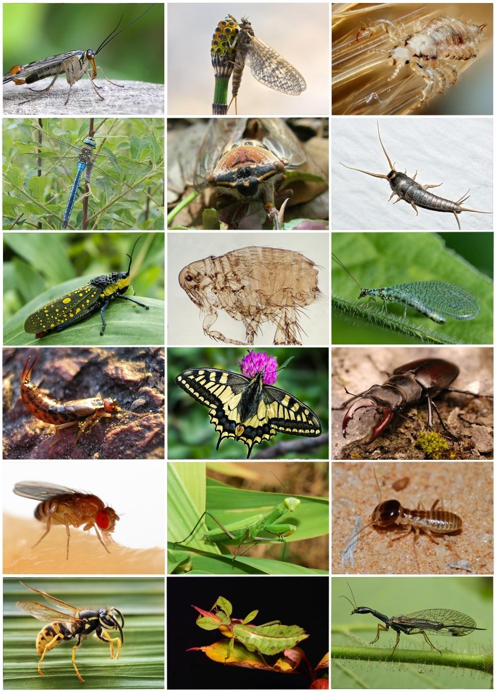 Entomology - Wikipedia