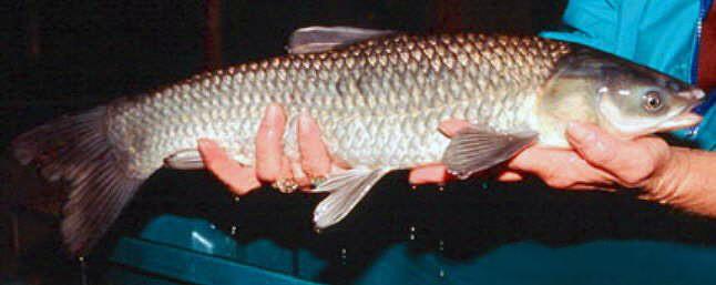 Black carp - Wikipedia