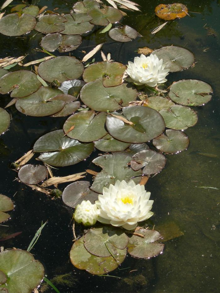 Plante aquatique — Wikipédia