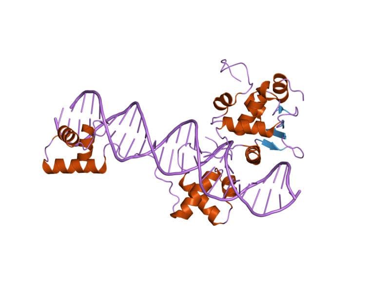 Pax genes - Wikipedia