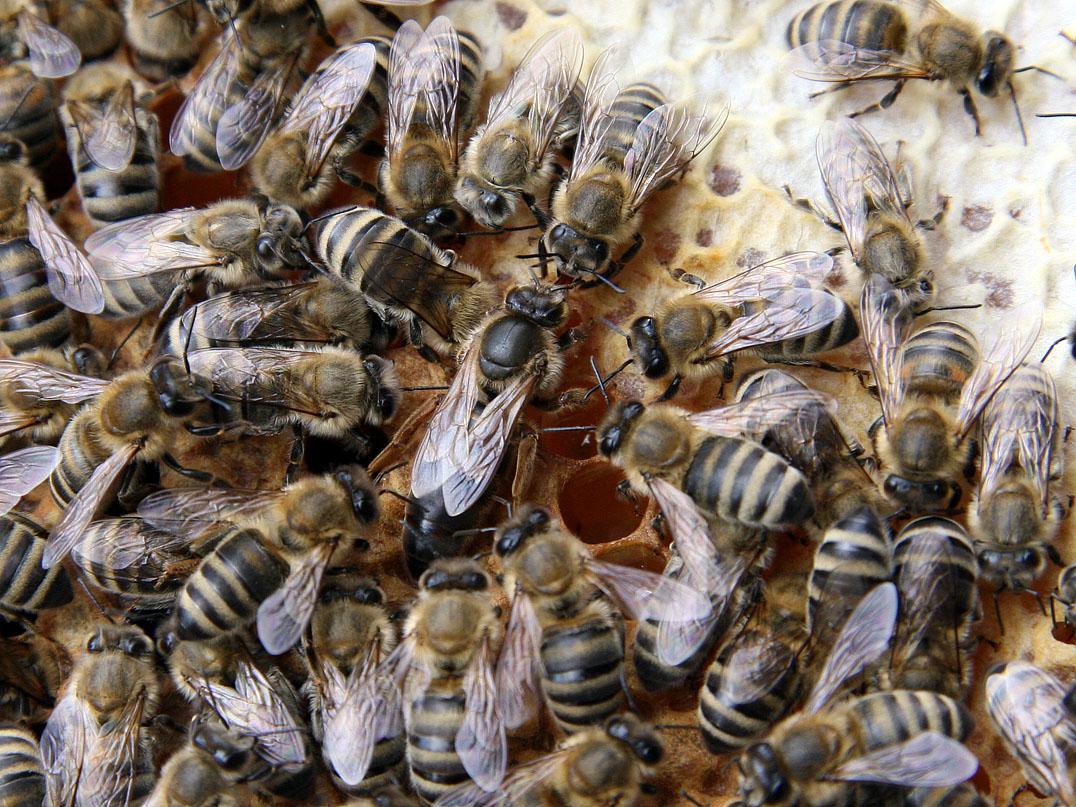 Reine des abeilles — Wikipédia